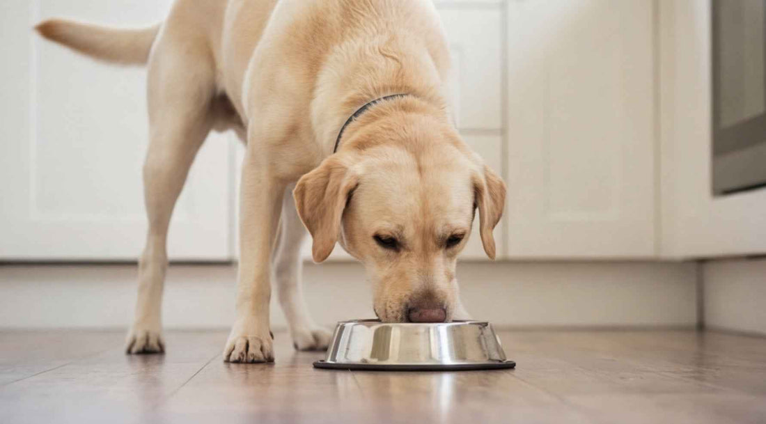 Best Supplements for Labradors: What They Actually Need - Superwild