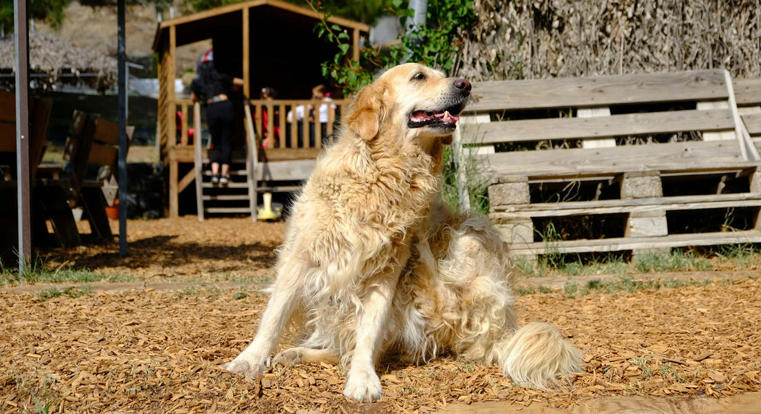 Best Supplements for Dogs with Itchy Skin UK: What Actually Helps