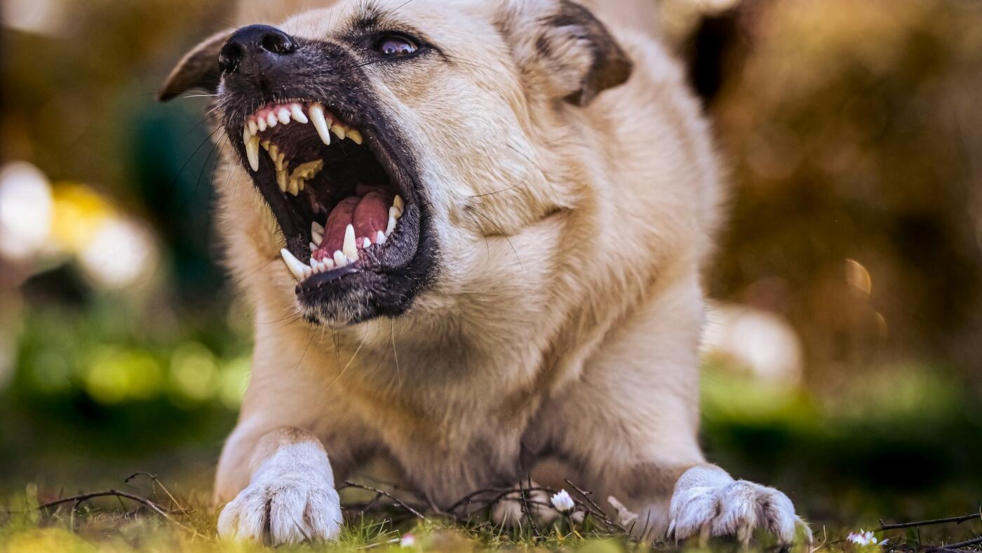A relaxed UK dog lying on grass with mouth slightly open — the kind of monthly home check moment when UK owners can spot the early signs of dental disease in dogs.