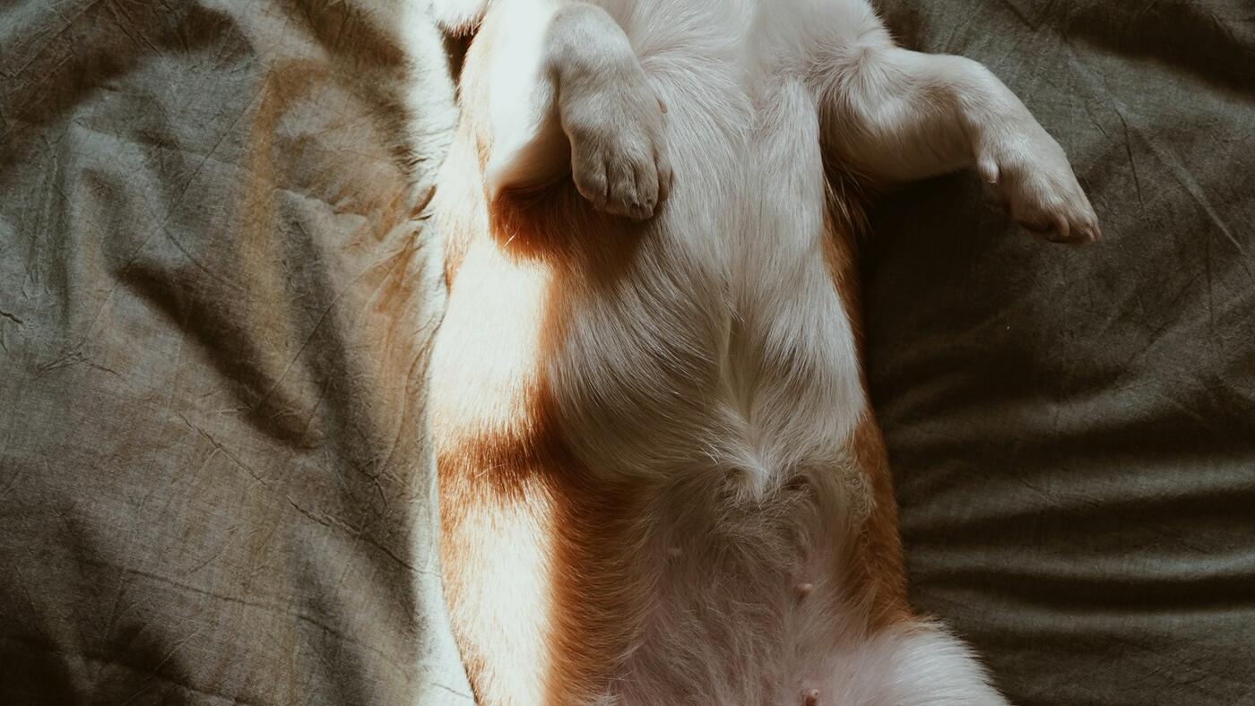 A relaxed dog being checked over by an attentive UK owner — the moment owners spot the difference between a hot spot, an allergy flare-up, and a developing skin infection.
