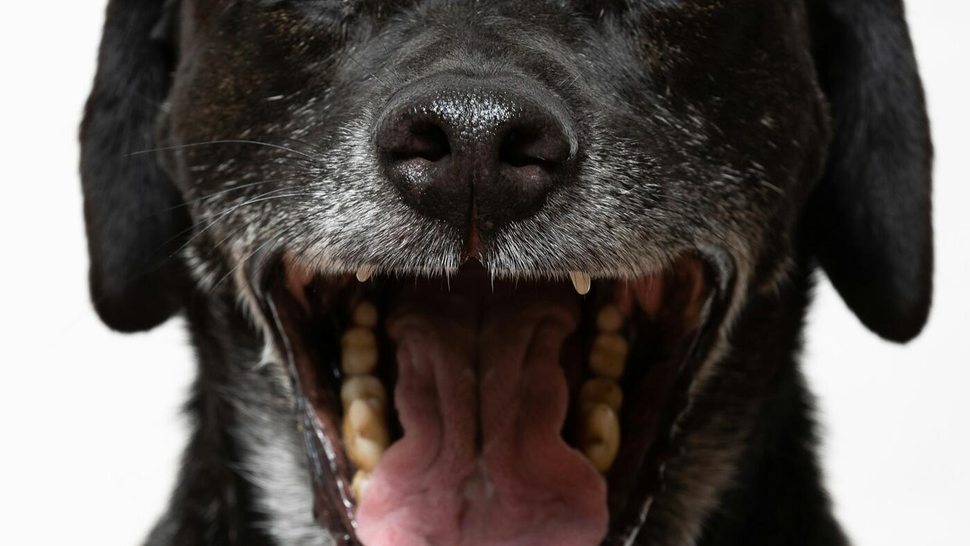 A UK dog with mouth open showing teeth and tongue — illustrating the kind of access UK owners need for daily toothbrushing as part of the home dental routine.