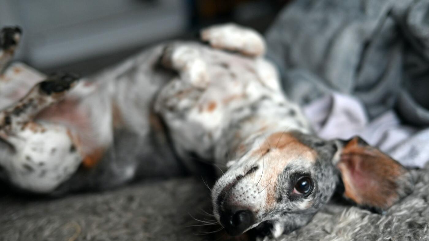 A relaxed dog lying on its back — the moment a UK owner often discovers a new lump while petting and decides whether to ring the vet today or book a routine appointment.