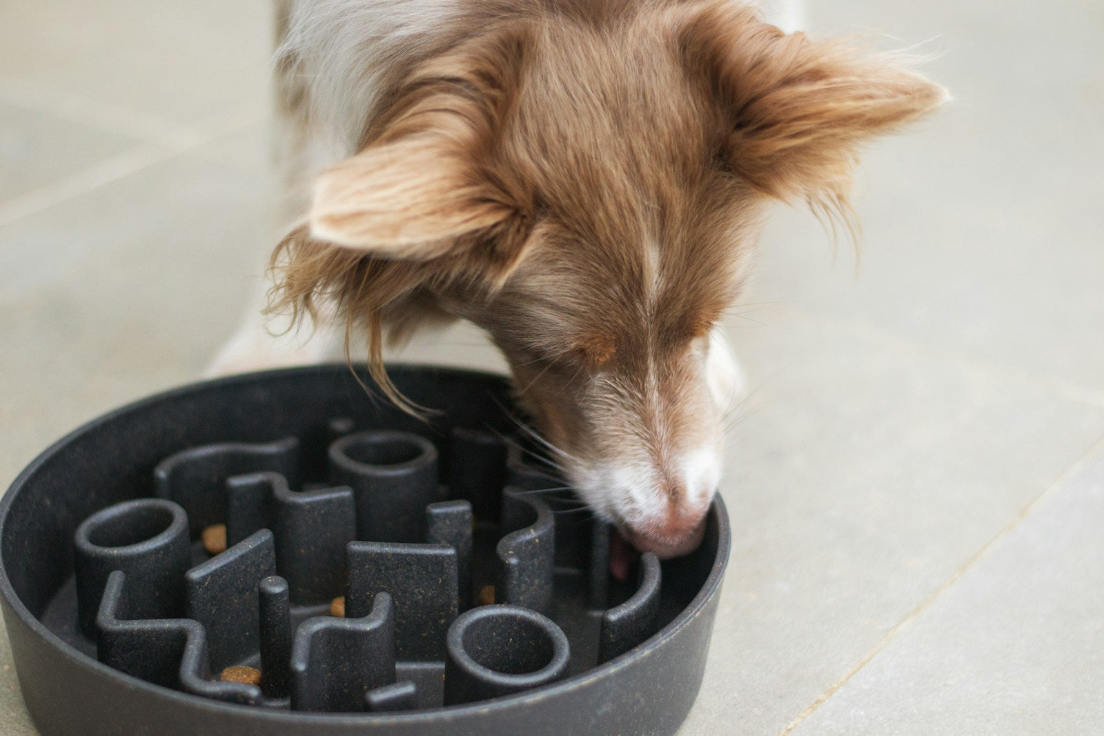 Probiotics vs prebiotics for dogs: what UK vets actually recommend