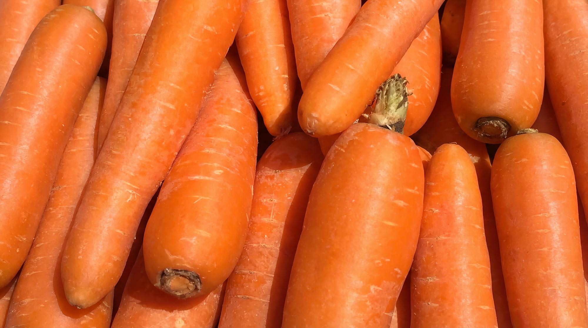 Fresh carrots — source of beta carotene in Superwild Super Everyday