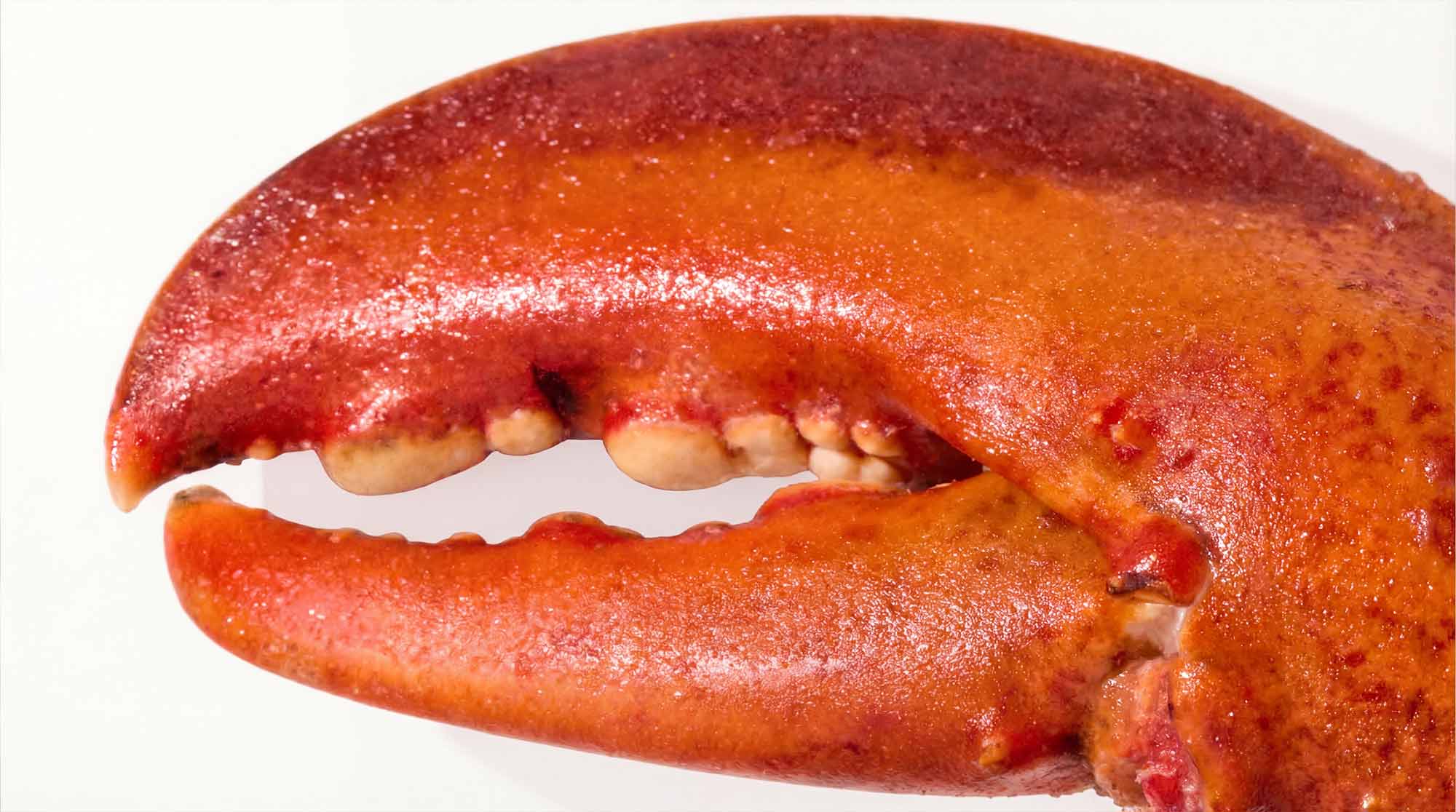 Shellfish-derived glucosamine — joint support ingredient in Superwild Super Everyday