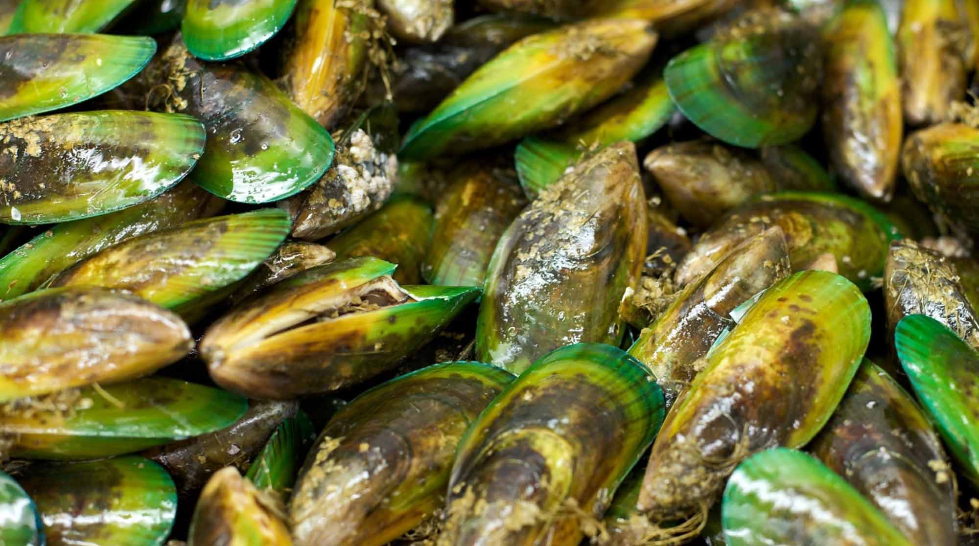 Green lipped mussel — joint and inflammation support in Superwild Super Everyday