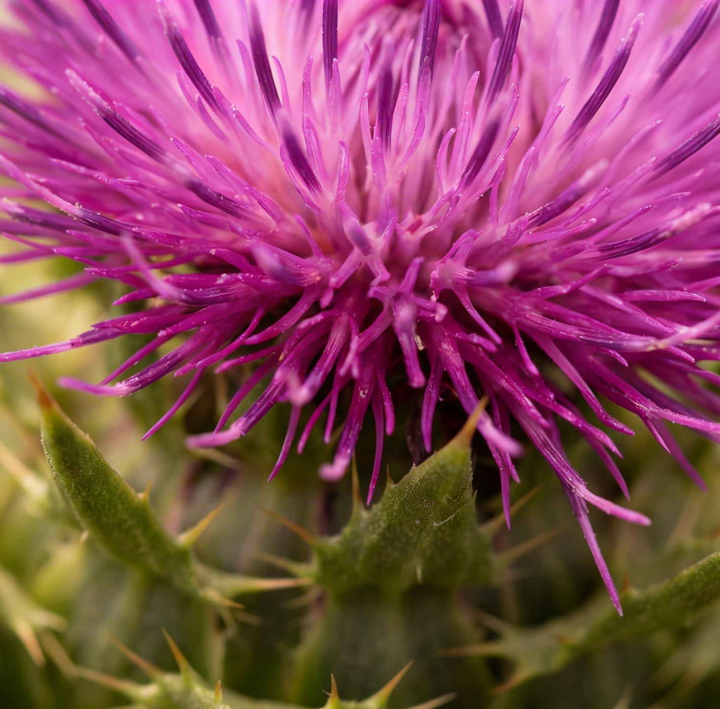 Milk thistle extract — liver support ingredient in Superwild Super Everyday dog supplement
