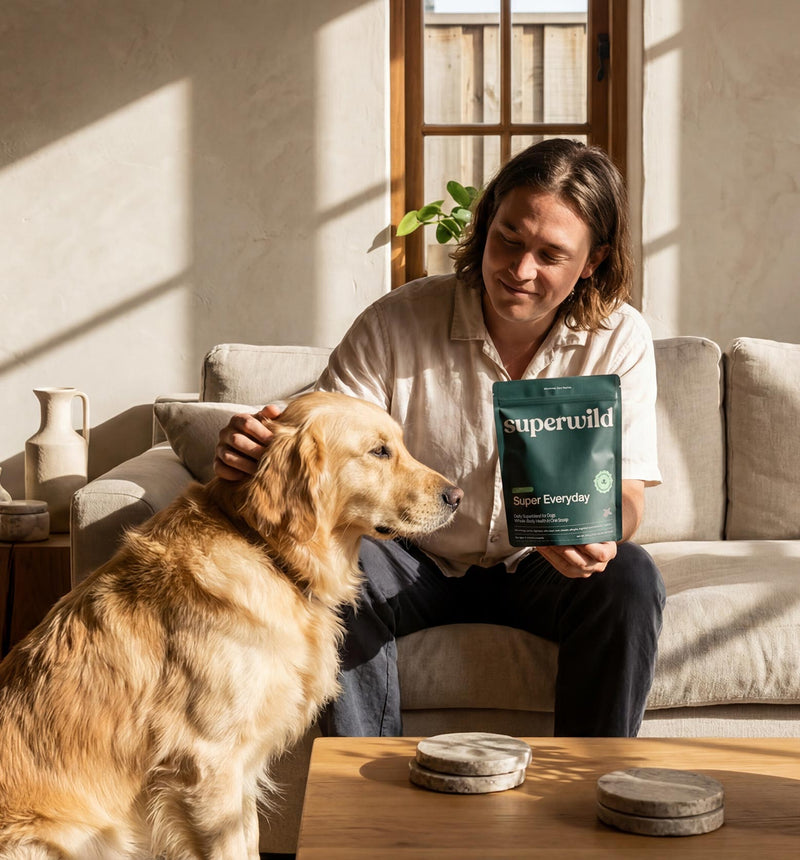 Happy dog outdoors — supported by Superwild Super Everyday daily supplement